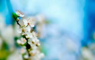 Spring White Apple Flowers HD Wallpaper Epic Desktop Background