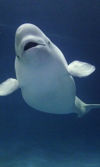 Beluga Whale Wallpaper Jpg