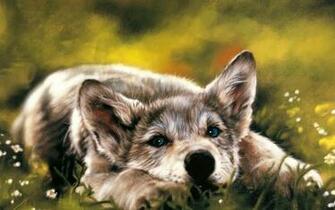 Wolf Wallpaper