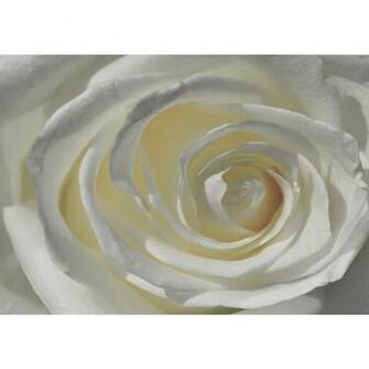 Non Woven Mural No Rose Floral Wallpaper Flowers Natural