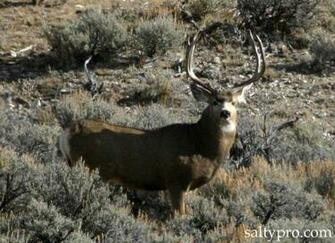 Monster Mule Deer Wallpaper For