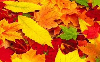 Red Autumn Leaves Wallpaper HD