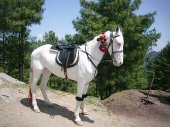 Indian Horse Wallpaper Which Is Under The