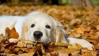 Golden Retriever Puppy Wallpaper Top
