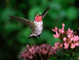 Broadtail Humming Bird Wallpaper HD
