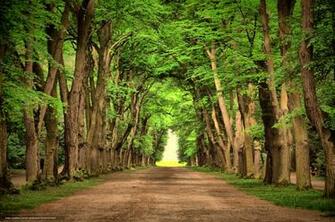 Wallpaper Landscape Trees Beautiful Road Desktop