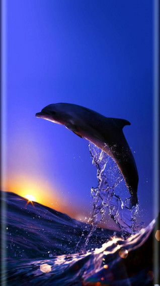 Wonderful Dolphin Wallpaper Photos Beautiful Sea