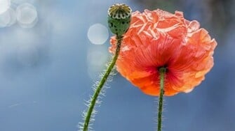 Poppy Wallpaper