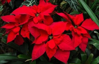 Poinsettia Flower Wallpaper HD