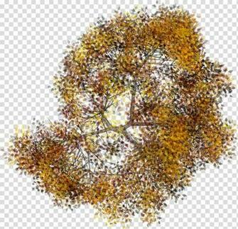 Brown And Yellow Tree Art Plant Shrub Arboles Transparent