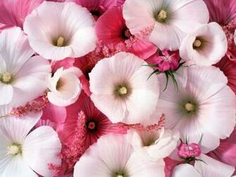 HD Flowers Widescreen Wallpaper High Definition Cool