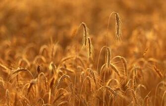 Wallpaper Light Rye Ears Cereals Field Image For Desktop