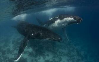 Whale Computer Wallpaper Desktop Background Id