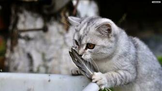 Cute Gray Cat Wallpaper