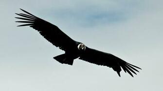 Colca Canyon Pictures Photos And Image Of