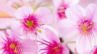 Quad HD Nature Wallpaper For Android Mobile With X