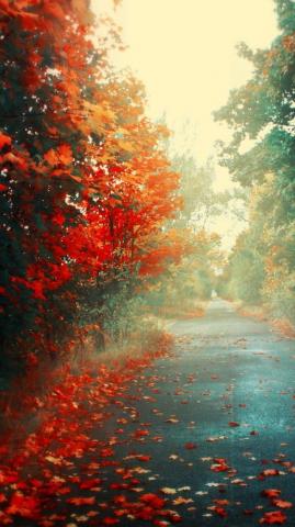 Red Flowers Autumn Road iPhone Wallpaper HD