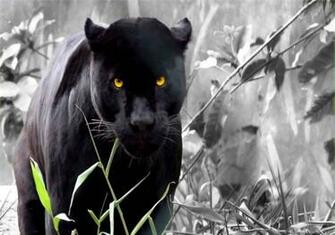 In One Lovely Desktop Mobile Wallpaper Black Big Cats