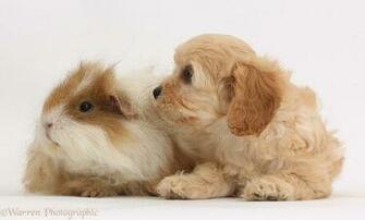 Cute Cavapoo Pup And Shaggy