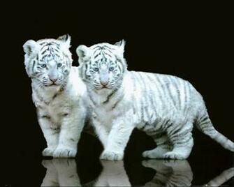 20wallpaper Wallpaperfo Wonderful White Tiger Wallpaper HD