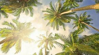 Bright Palm Tree HD Background Desktop Wallpaper
