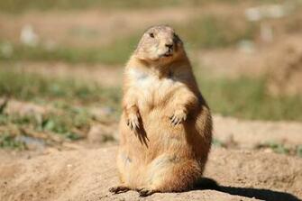 Groundhog Day Wallpaper Image