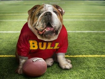 Funny Dogs Wallpaper