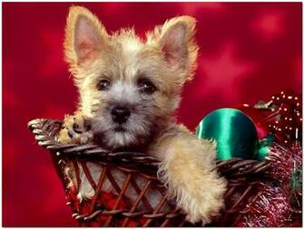 Christmas Craciun Animals