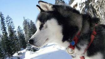 Htc First Husky Wallpaper New Phone