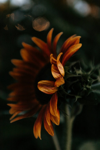 Sunflower Aesthetic Wallpaper