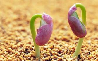 Spring Buds Amazing Wallpaper HD S