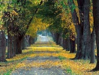 Nature Tree Lined Roadway Louisville Kentucky Picture Nr