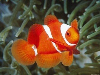 Clown Fish Background Pictures Clownfish