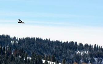 Wildlife Fotografi Gambar Raven Flying Over Vail Colorado HD