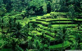 Rice Fields Bali Indonesia Wallpaper Top