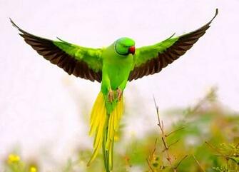 Flying Parrot Wallpaper The Champion
