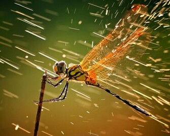To Wallpaper Just Right Click On Pictures And Select Save
