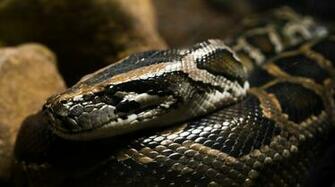 Snakes Burmese Python