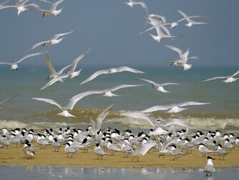 Seagull Wallpaper Desktop