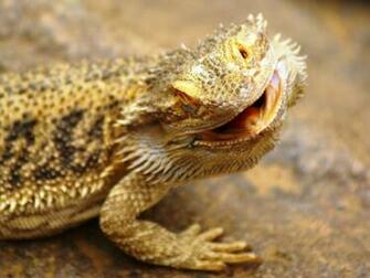 Animals High Definition Wild