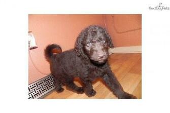 Old English Sheepdog Puppies In Pa Image