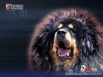 Tibetan Mastiff Wallpaper Resolution 30s Image Size
