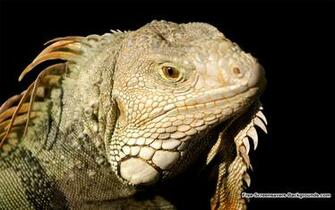 Iguana