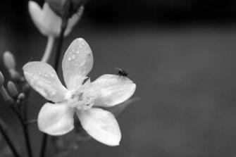 Black And White Flower Background Stock Photo HD Public