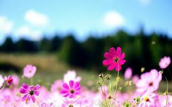 Floral Desktop Wallpaper HD Background Of Your Choice
