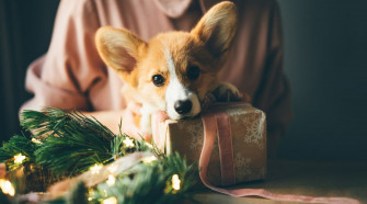 Holiday Gift Guide The Proper Puppy