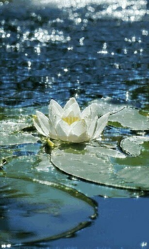 Bigger Water Lily Live Wallpaper For Android Screenshot