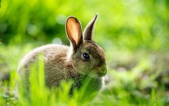 Beautiful Bunny Wallpaper55 Best Wallpaper For Pcs Laptops