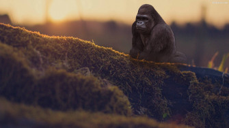Top Gorilla Wallpaper Full HD 4k To Use