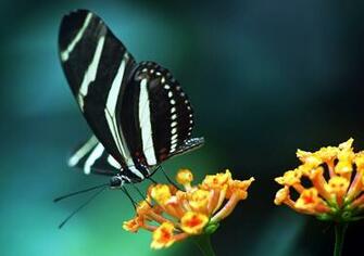 Wallpaper World S